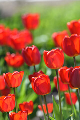 Red tulip flowers on a background of green grass in a spring garden. Red tulip buds on a green background during the day.