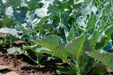 Green white cabbage growing on garden bed summertime. Harvesting, cultivation organic vegetables,superfood