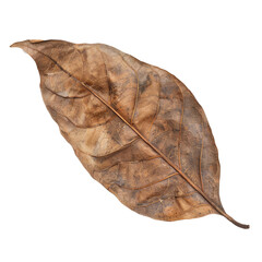 single brown natural dry leaf isolated on transparent or white backgroud png cutout clipping path