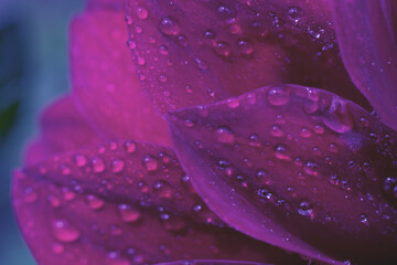 Macro photo as botanical background made of wet fragile petals with many tiny water droplets on it. Magenta and blue tones photo filter.