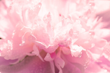 Floral pattern made of close up macro view of many delicate smooth pink colored peony flower. Lots...