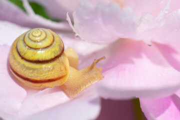 Little snail is sitting on pink colored blossoming  delicate peony petals with lots of water shining droplets on bokeh effect background. Summertime colorful sunny photo