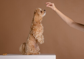 A girl feeds a Maltipoo puppy dry food. taking care of a dog, happy dogs concept