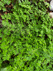 Green Leaf, Leafy Background, Vegetarian, Greens, Garden, Landscape, Flower, Bushes, Grass, Plant