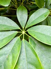 green leaf with drops