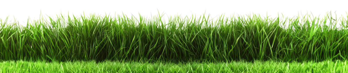 grass on a transparent background