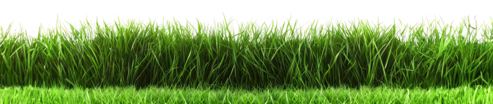 grass on a transparent background