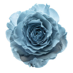 single petal blue rose flower isolated on transparent or white backgroud png cutout clipping path