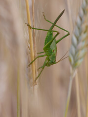 Closeup of a bush cricket (tettigonia cantans) in a grainfield