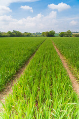 Field of young wheat in a field in the UK, growing crops in a field with tractor tracks, portrait...