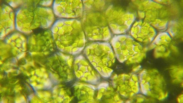 Chloroplast under microscope. Cell division. Cell Structure With Live Bacteria. Leaf Photosynthesis. Plant Cells Under Microscope. Virus Infection. Green Algae Cells Under Microscope. GMO. DNA.