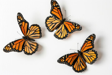 Three monarch butterflies, wings aloft