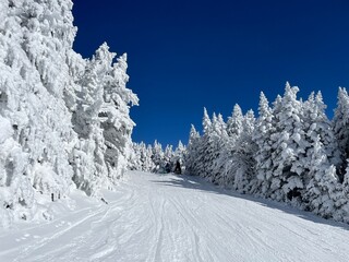 Snowy U.S. Ski Resort in Vermont with Ski Trail and Snowy Christmas Trees  