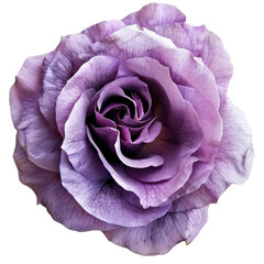 Isolated violet rose with single petal on transparent or white background, PNG with clipping path