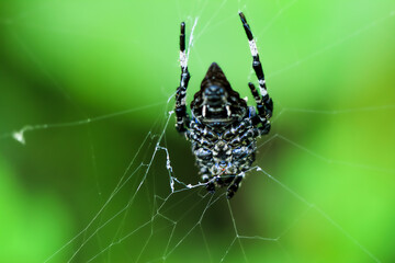 Detailed view of an unidentified black spider spinning its web. The art of capturing nature, Wulai,...
