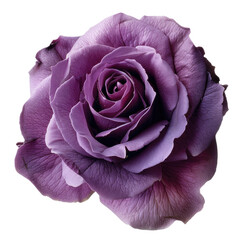single petal violet rose flower isolated on transparent or white backgroud png cutout clipping path