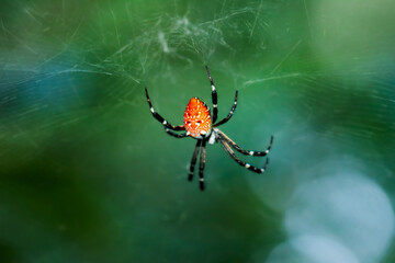 A close-up of an unidentified spider with striking red, white and black patterns on its body....