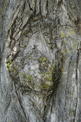 Texture of the bark of an old tall tree. Background. Vertical shot