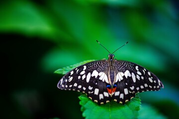 Beautiful butterfly in the tropical garden