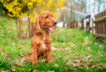 A red dog of the English cocker spaniel breed is sitting in the green grass. The dog opened its...