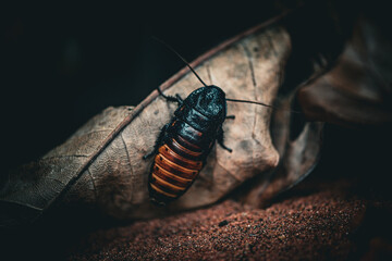Macro of a black cockroach on a leaf