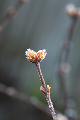 Frost on a lilac bud 