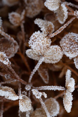 Frost on Annabelle hydrangea flowers 