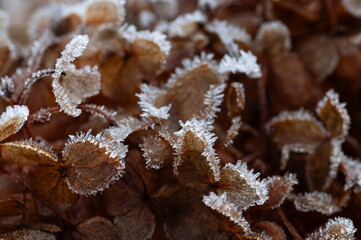 Ice crystals on the edge of old hydrangea flowers