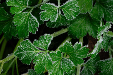 Frost on the edge of parsley leaves