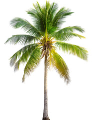 Illustration of beautiful coconut palm