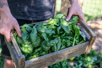 frischen Spinat ernten, Gemüse Anbau, im Garten