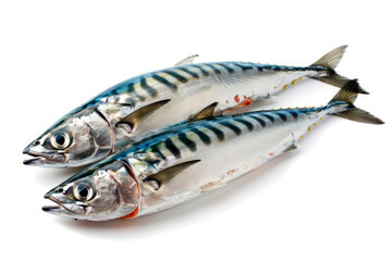 Fototapeta premium Raw mackerels fish isolated on white background