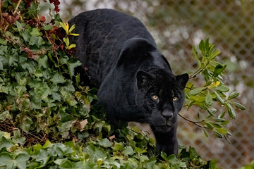 Black jaguar prowling © adrian