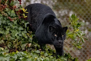 Fototapete Panther Black jaguar prowling  © adrian
