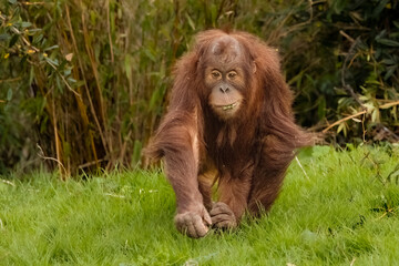 Sumatran orangutan youngster © adrian