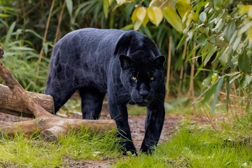 Fototapeten Panther Black jaguar on the prowl  © adrian
