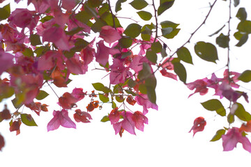 a branch with pink flowers and green leaves with pink flowers
