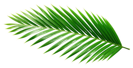 Obraz premium PNG Plant green leaf tree.