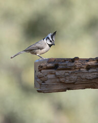 A Bridled Titmouse in Arizona