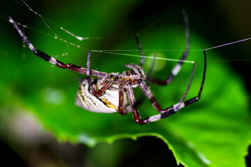 A maroon spider hangs on a spider web at night. Macro photography of insects. Wulai, New Taipei...