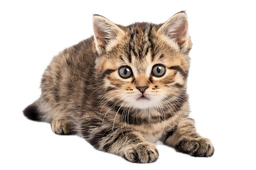 Obraz premium a sitting tabby cat looking forward against a white backdground High quality photo isolated on transparent png background