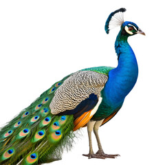 Obraz premium Illustration of indian peacock