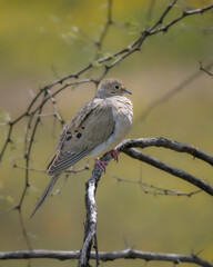 A Mourning Dove in Arizona