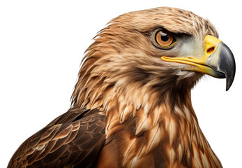 Naklejka premium PNG Buzzard animal beak bird.