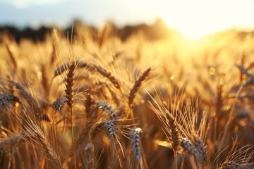 An endless field of ripe wheat in the rays of the sun, agricultural business concept  
