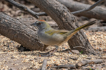 A Green-tailed Towhee in Arizona
