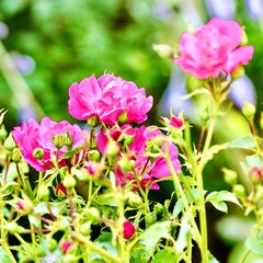 Beautiful pink roses in the garden, Poland. Selective focus.