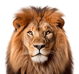 Fototapeta premium PNG Wildlife mammal animal lion.