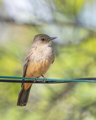 zSay's Phoebe in Arizona During Springtime