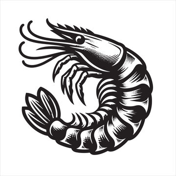recommend clip art: Shrimp Svg